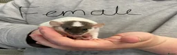 Rat rodents for sale: Baby rats - Advert 10