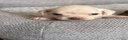Chihuahua dogs for sale: 2 stunning  boy chihuahuas  - Advert 5