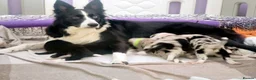 Border Collie dogs for sale: Beautiful Border Collie Pups – DNA Tested Parents  - Advert 10