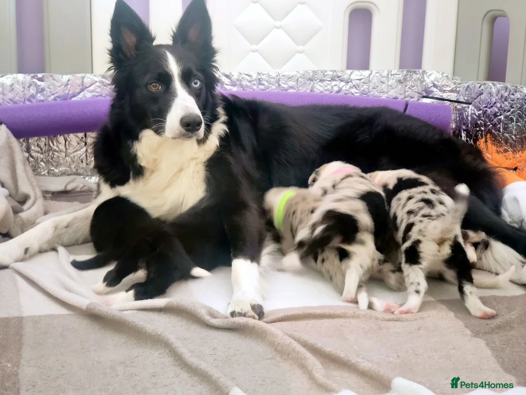 Border Collie dogs for sale: Beautiful Border Collie Pups – DNA Tested Parents  - Advert 10