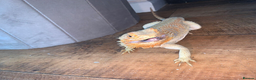 Bearded Dragon reptiles for sale: Female bearded dragon for sale  in Tiverton - Advert 1