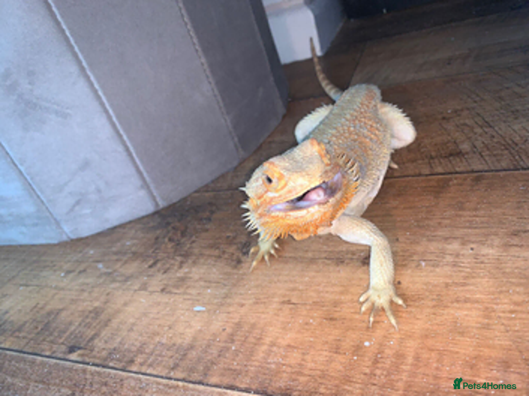 Bearded Dragon reptiles for sale: Female bearded dragon for sale  in Tiverton - Advert 1