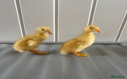 Ducks poultry for sale: Indian runner ducklings  - Image 3
