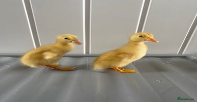 Ducks poultry - Advert 10