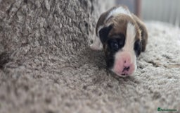 Boxer dogs for sale: Boxer puppies - Image 26