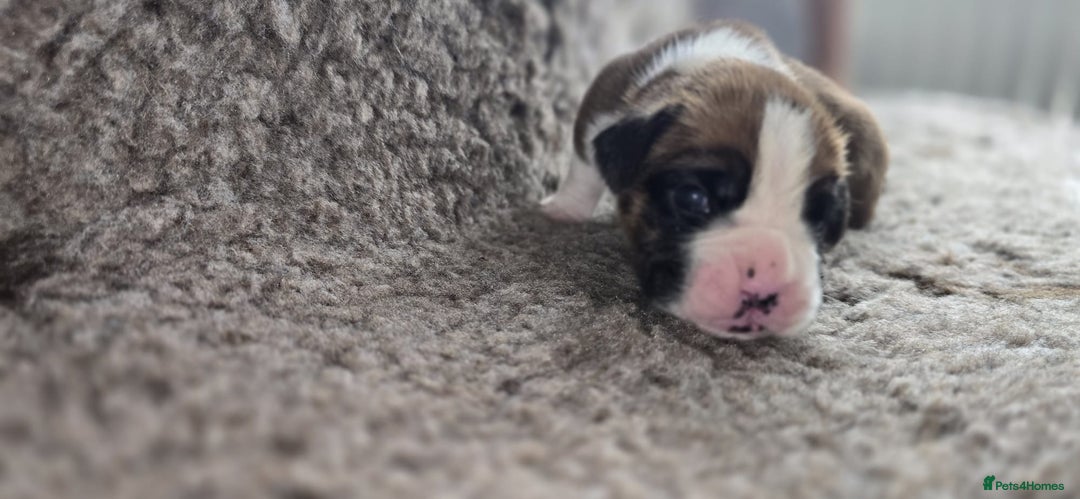 Boxer dogs for sale: Boxer puppies - Image 26