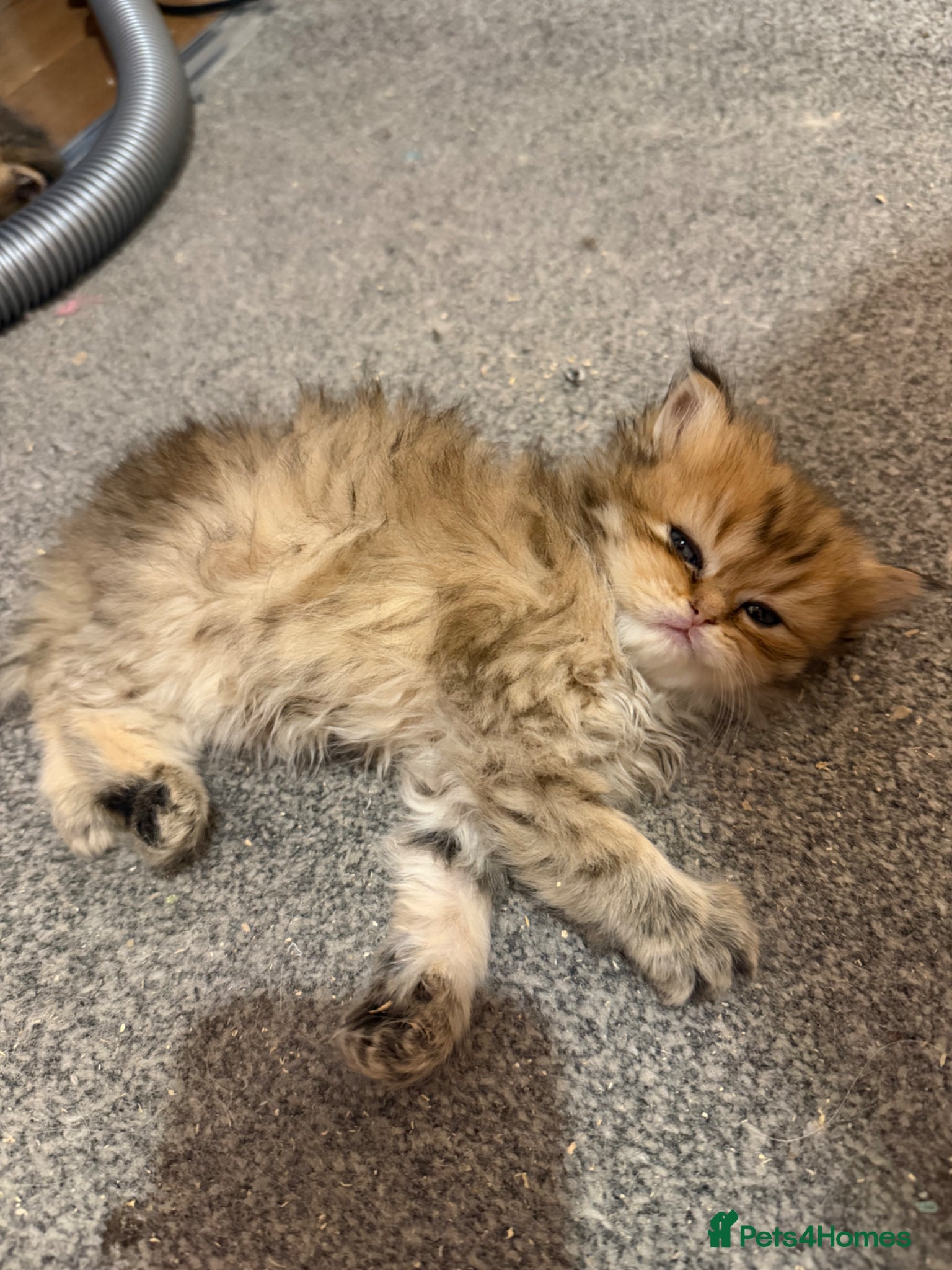 Persian cats Persian chinchilla pure x4 kittens for sale  - Advert 1