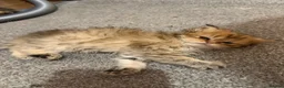 Persian cats for sale: Persian chinchilla pure x4 kittens for sale  - Advert 1