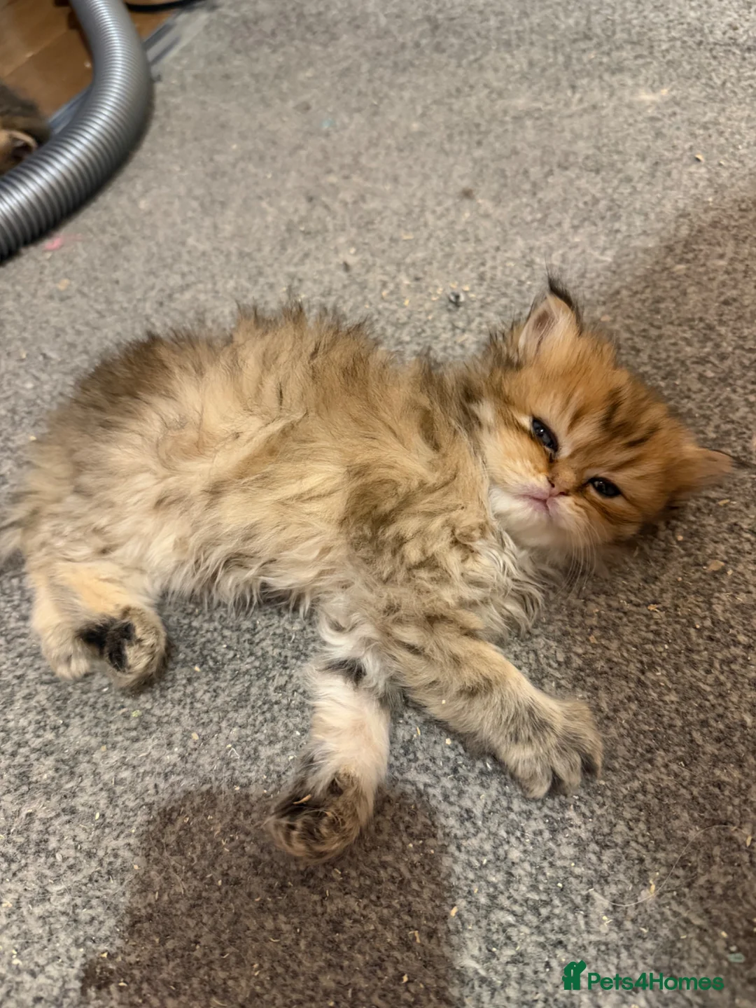 Persian cats for sale: Persian chinchilla pure x4 kittens for sale  - Advert 1