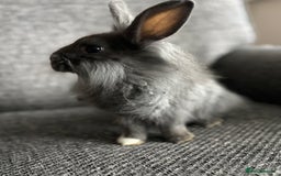 Lionhead rabbits for sale: 3 females Dutch x lionhead ready to go💞 - Image 3
