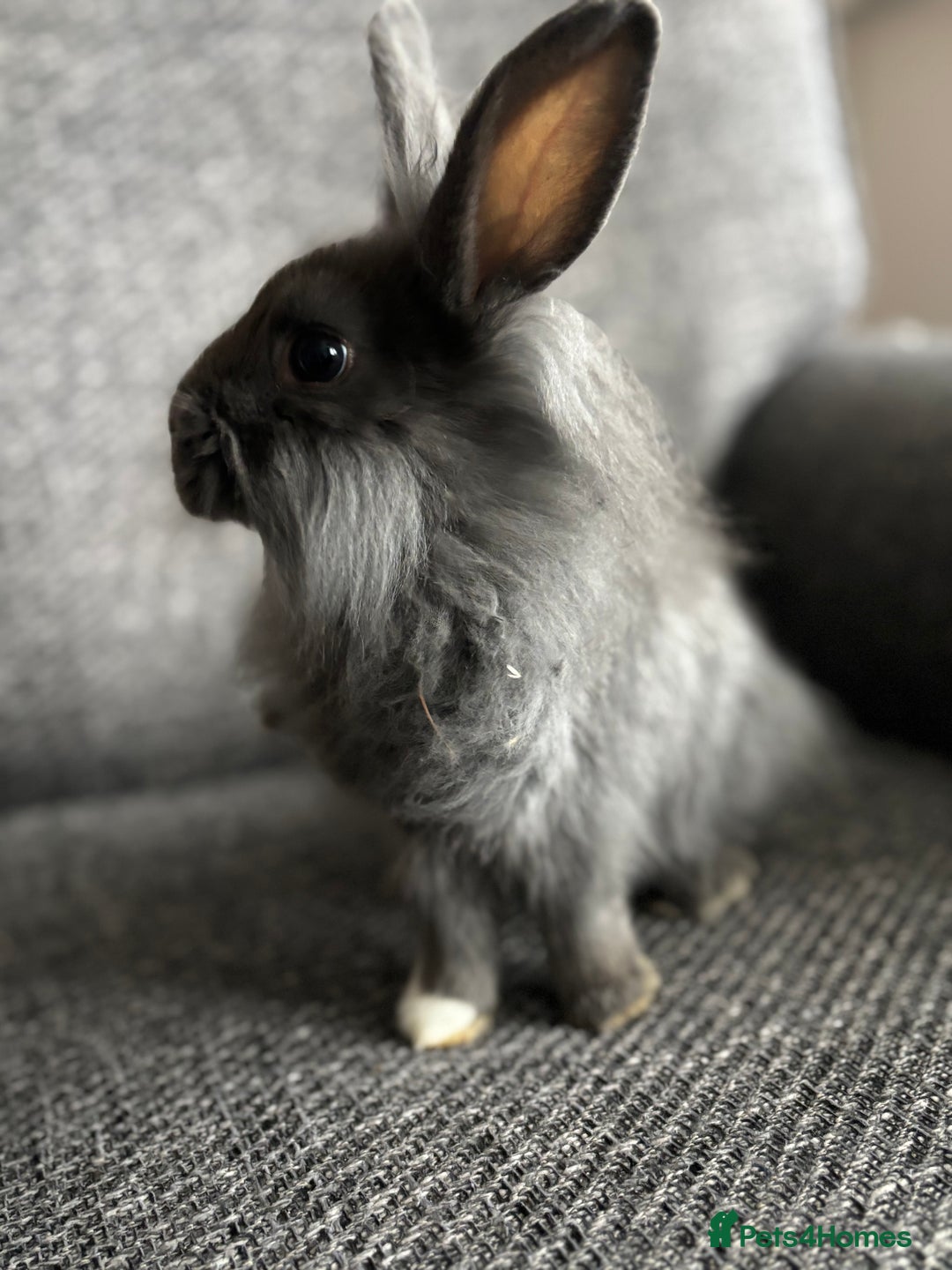 Lionhead rabbits for sale: 3 females Dutch x lionhead ready to go💞 - Image 3