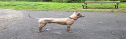 Thai Ridgeback dogs for stud: Thai Ridgeback Stud in Maidstone - Advert 9