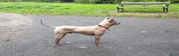 Thai Ridgeback dogs for stud: Thai Ridgeback Stud in Maidstone - Advert 9