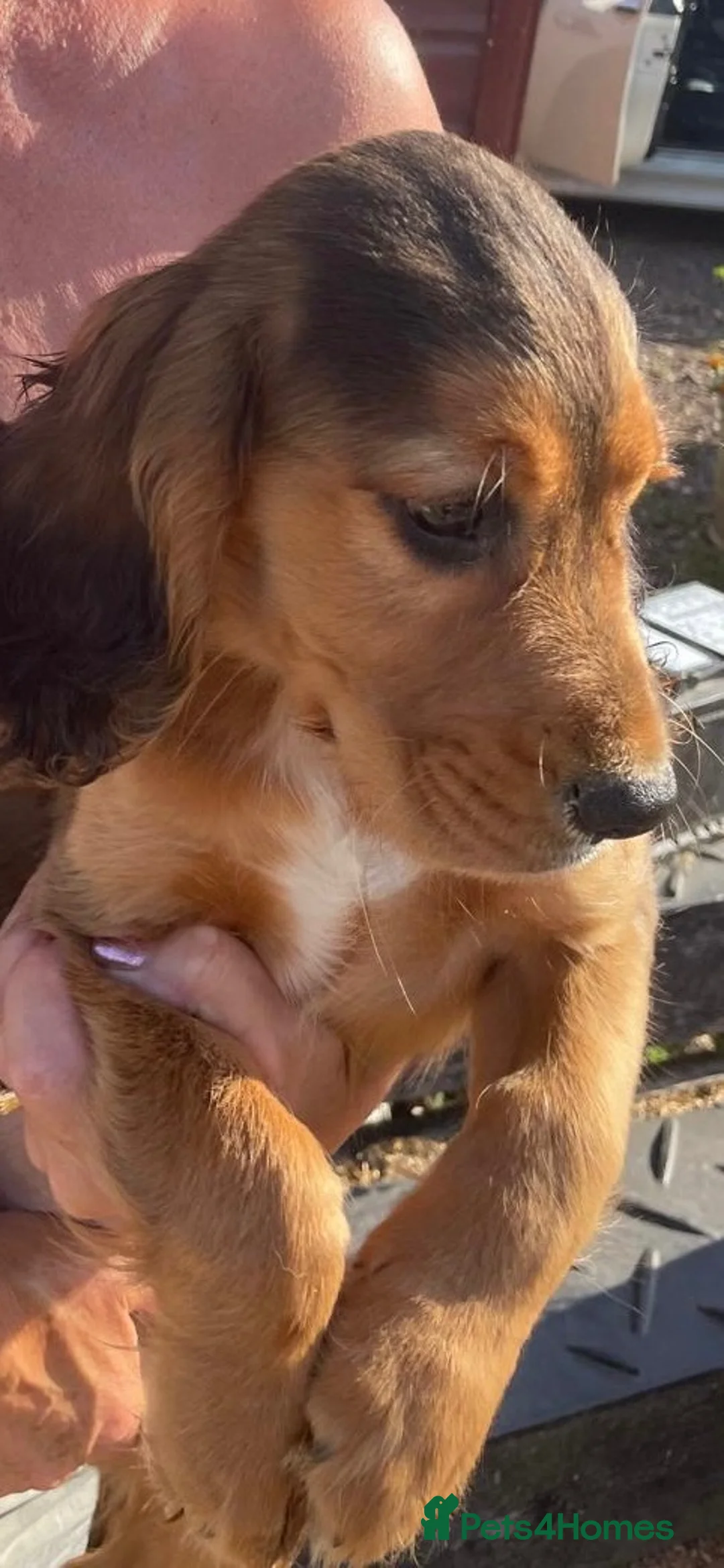 Cocker Spaniel dogs for sale: Cocker spaniel pup - Advert 2