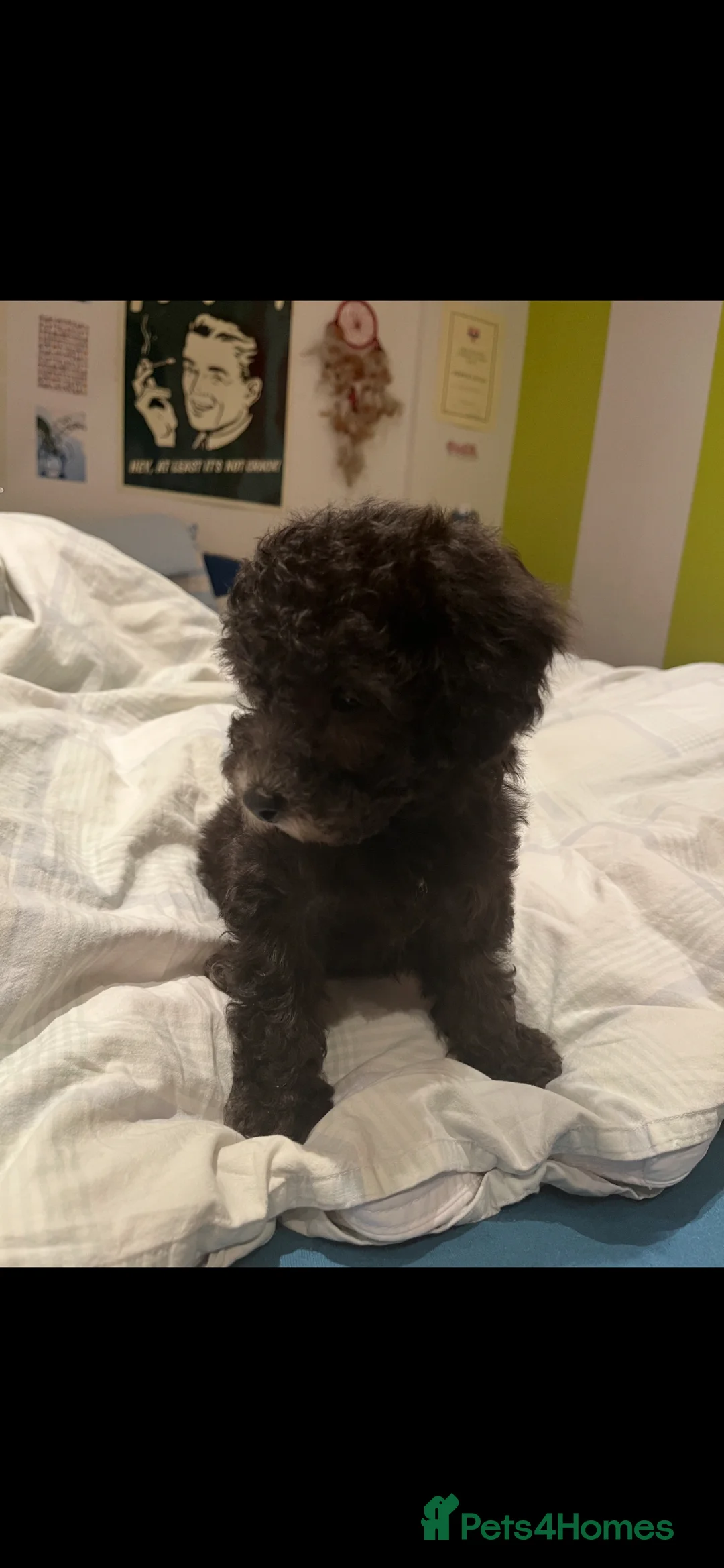 Toy Poodle dogs for sale: Female Toy Poodle Puppy, 8 weeks old - Advert 2