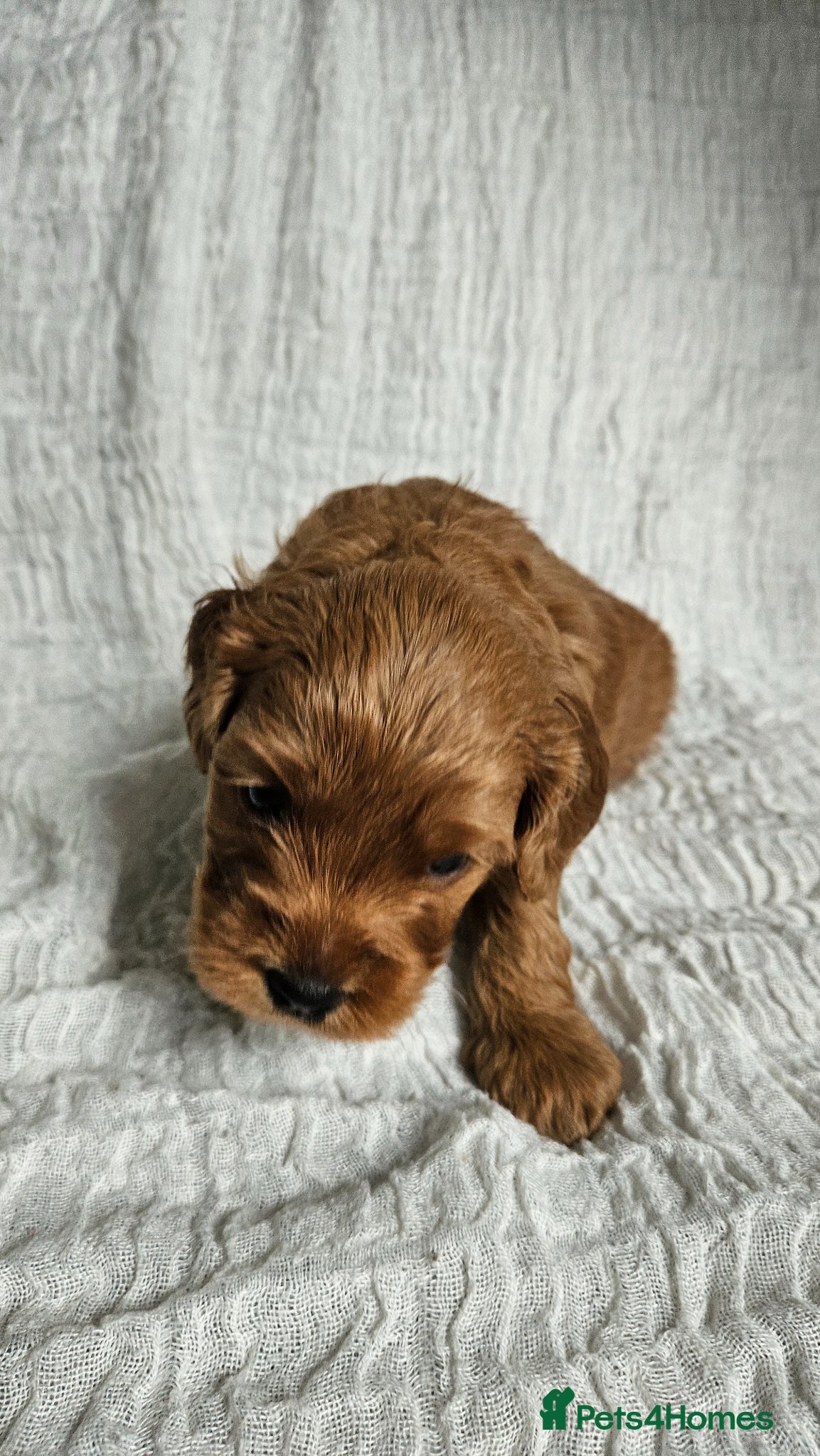 Mini Goldendoodle dogs for sale: 🐾✨ Beautiful Toy Goldendoodle Puppies  ✨🐾 - Advert 27