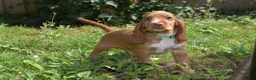 Cocker Spaniel dogs for sale: Ready Now Kc Reg Show Type Cocker Spaniel  - Advert 3