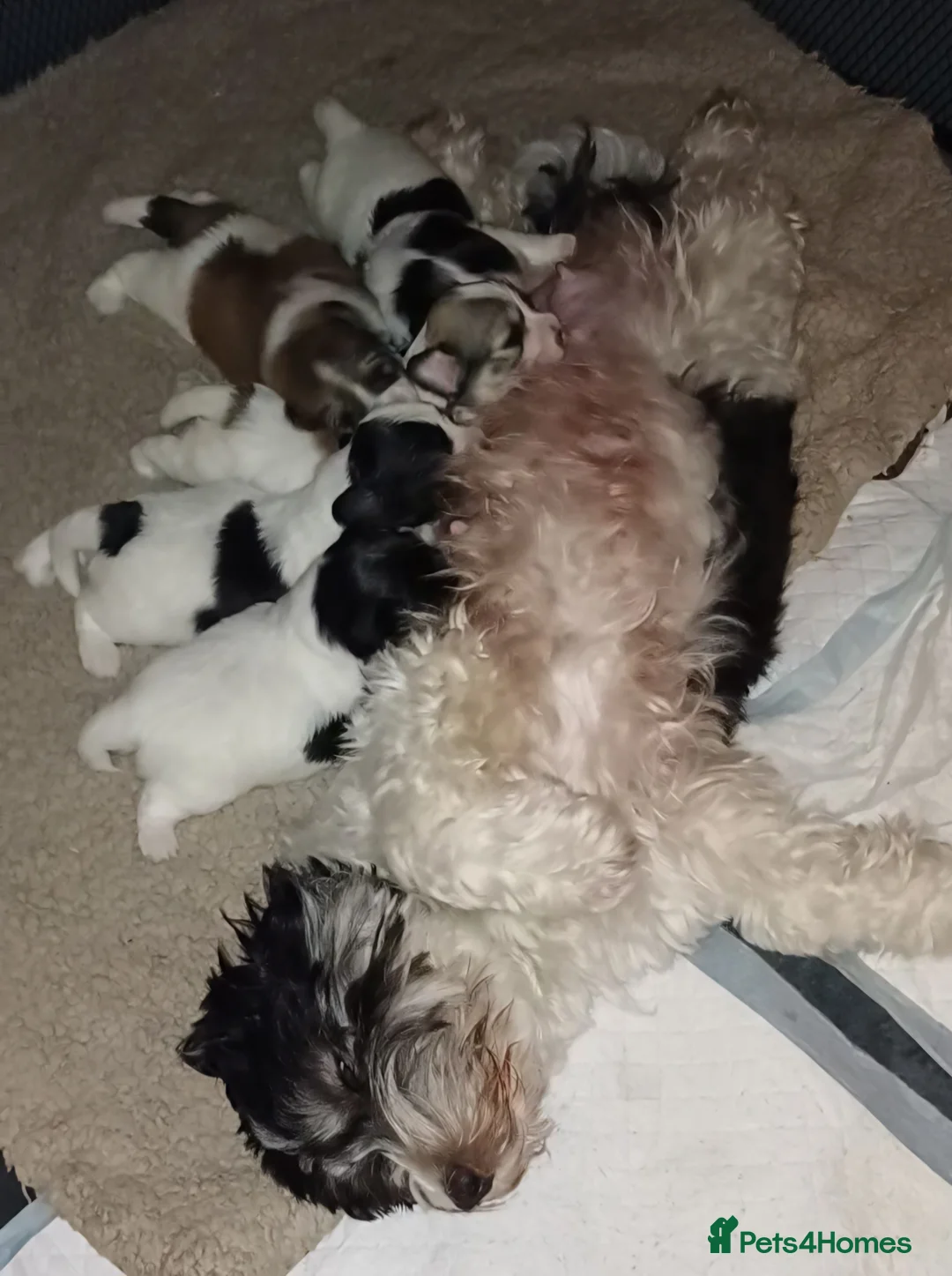 Havanese dogs for sale: Stunning KC registered Havanese puppies - Advert 7