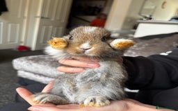 Mixed Breed rabbits for sale: Bunnies for sale  - Image 5