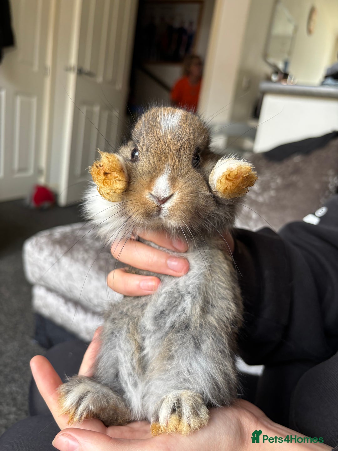 Mixed Breed rabbits for sale: Bunnies for sale  - Image 5
