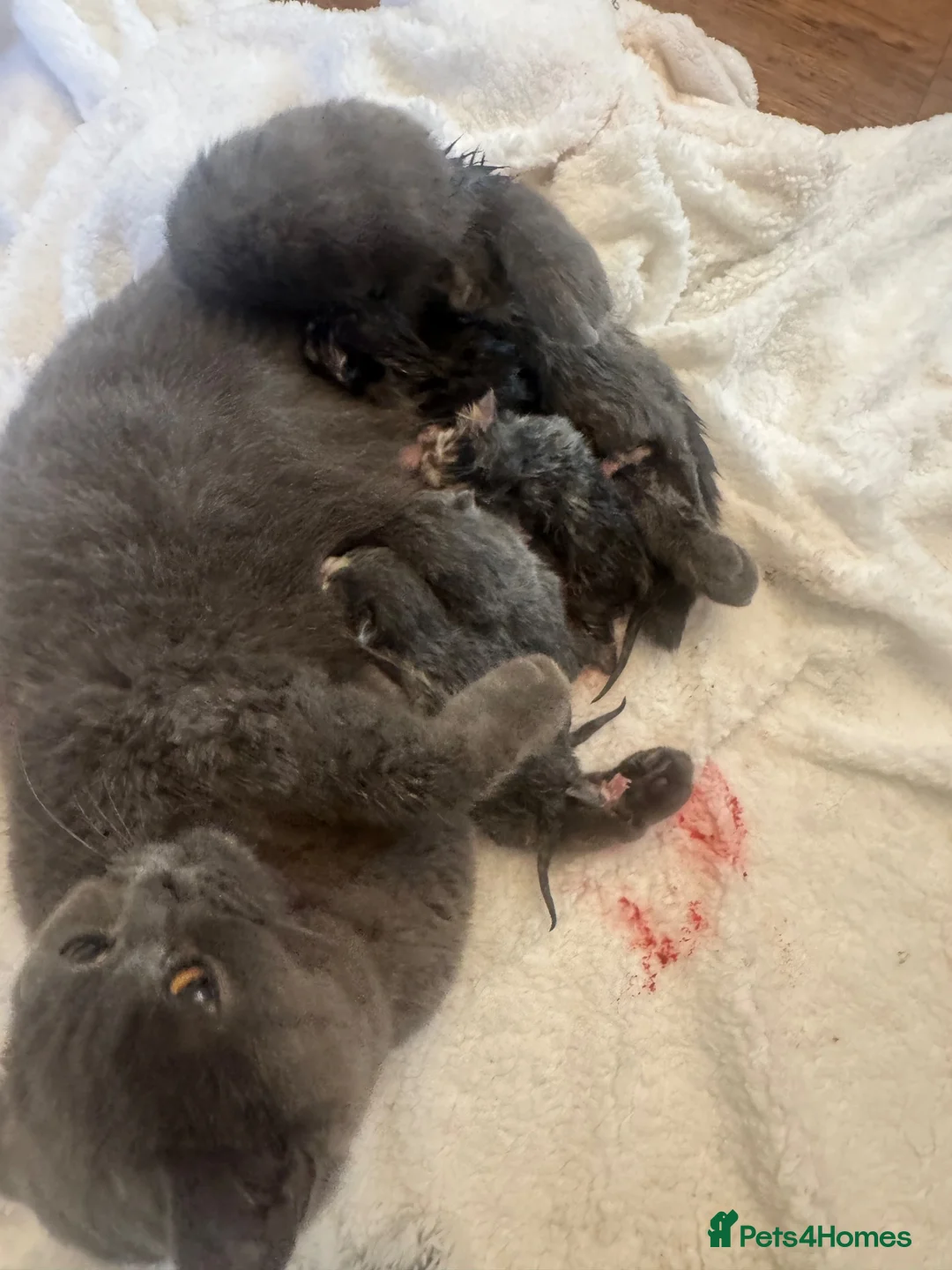 Mixed Breed cats for sale: British Shorthair X  - Advert 1