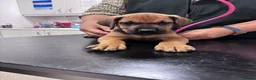 Mixed Breed dogs for sale: URGENT LAST 3 FEMALES LEFT!! Great Rottie Puppies - Advert 30