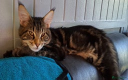 Maine Coon cats for sale: Purebred Maincoon Kitten - Image 9