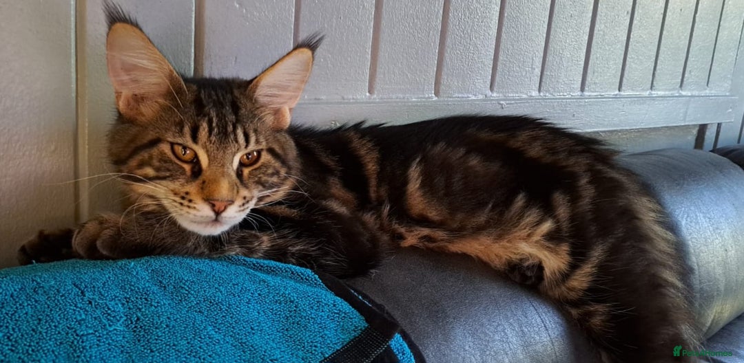 Maine Coon cats for sale: Purebred Maincoon Kitten - Image 9