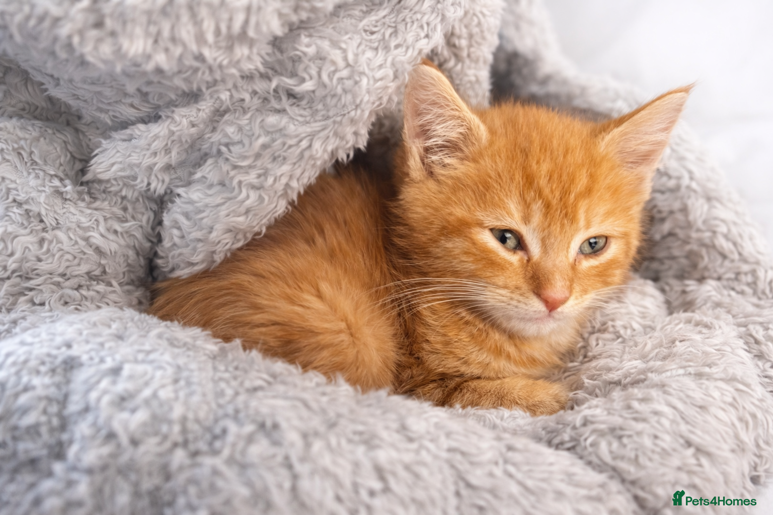 Maine Coon cats Mainecoon X tabby kittens 🐈‍⬛  - Advert 15