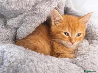 Maine Coon cats Mainecoon X tabby kittens 🐈⬛ - Advert 15