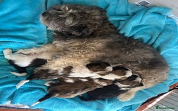 Shih Tzu dogs for sale: Passionates shih tzu - Image 10