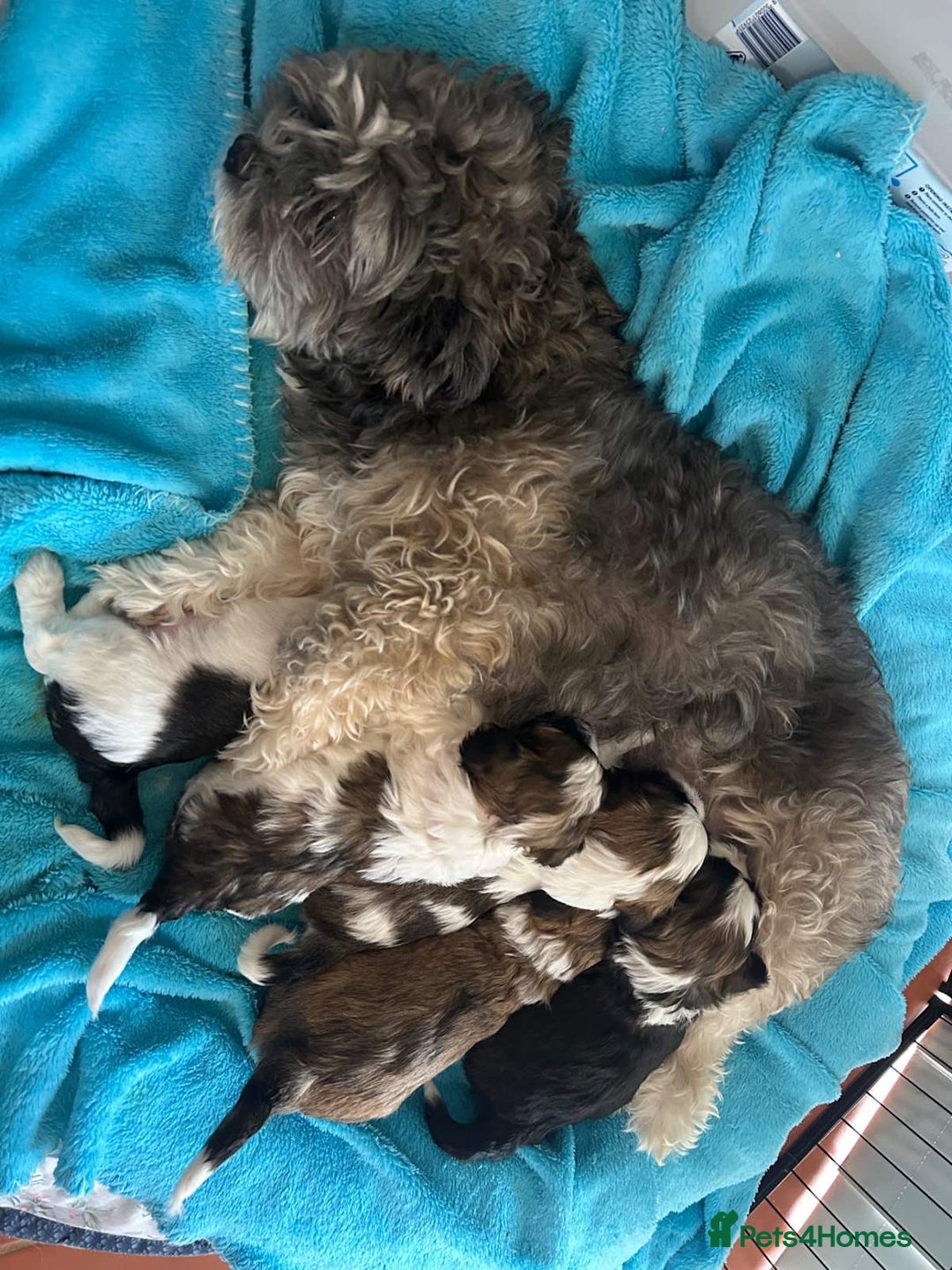 Shih Tzu dogs for sale: Passionates shih tzu - Image 10