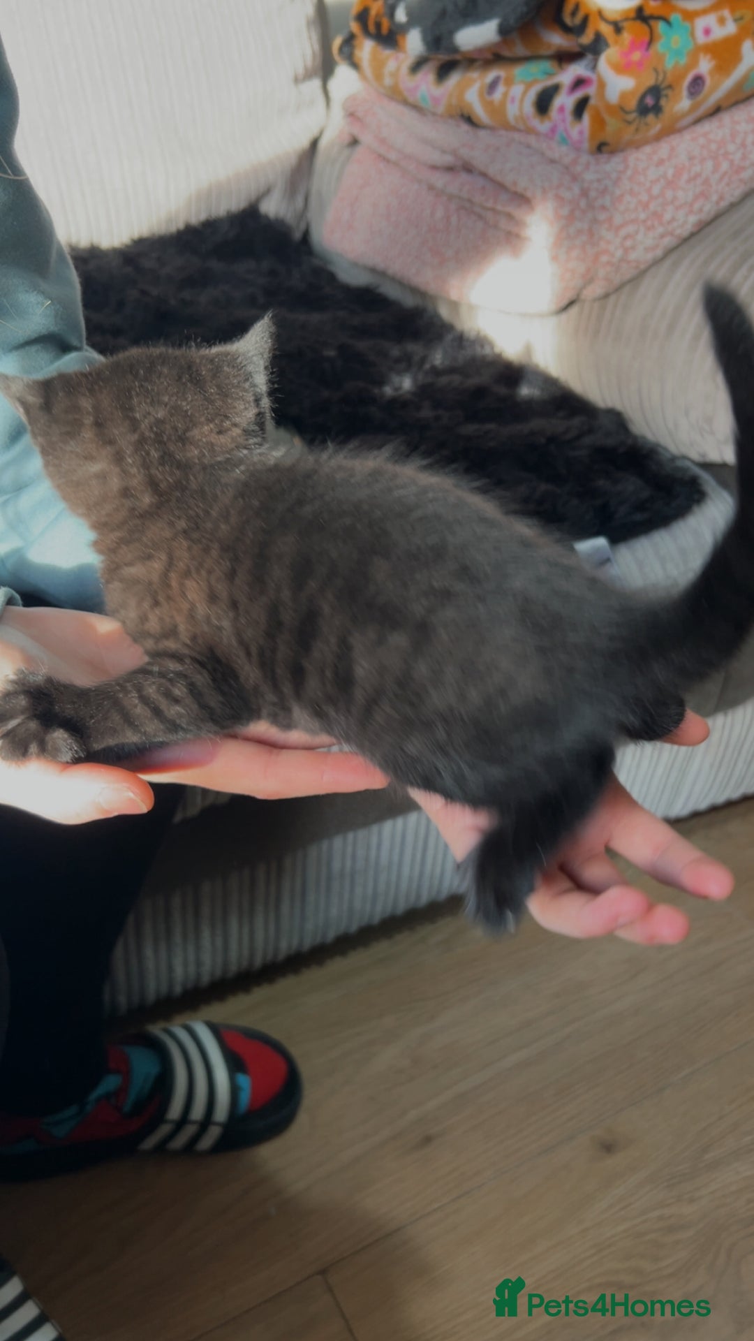 Mixed Breed cats for sale: Beautiful grey and black kitten - Advert 2