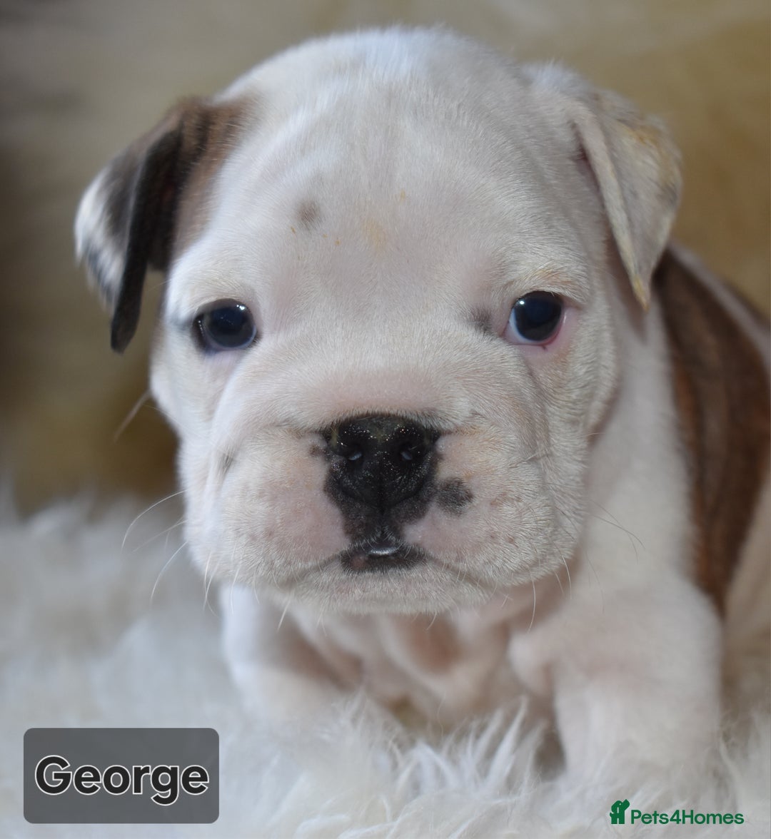 English Bulldog dogs for sale: Outstanding British Bulldogs NEIBULL Champ lines - Advert 6