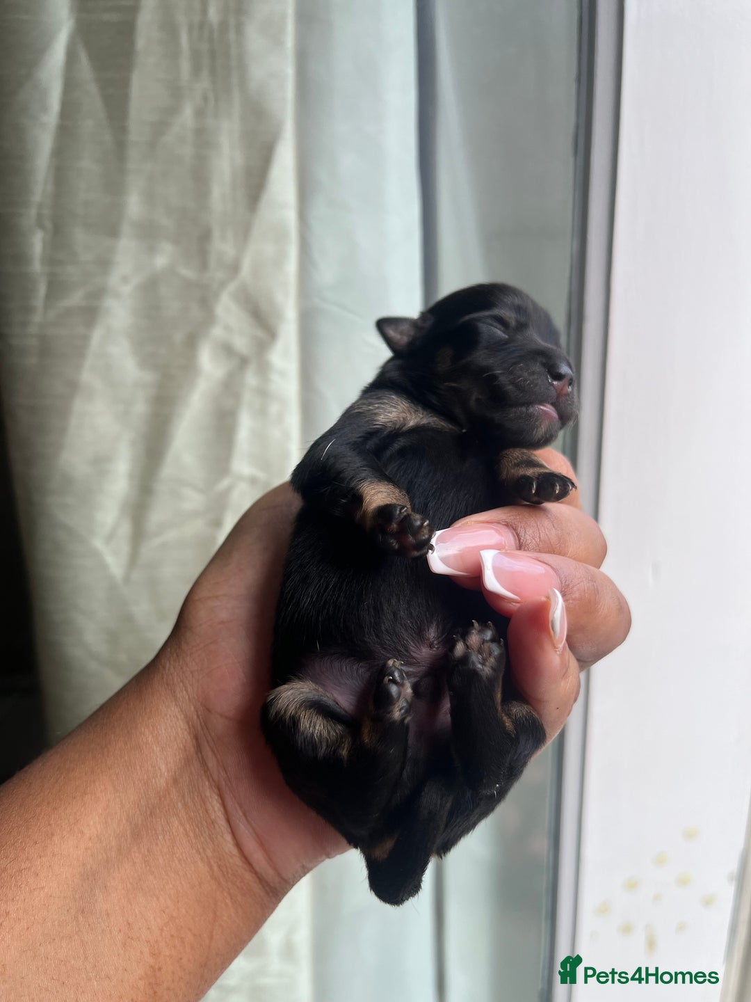 Mixed Breed dogs for sale: Jack Russel x Chow Chow Mix Puppies for Sale  - Image 3