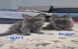 Maine Coon cats for sale: Maine Coon Glasgow AVAILABLE  - Image 20
