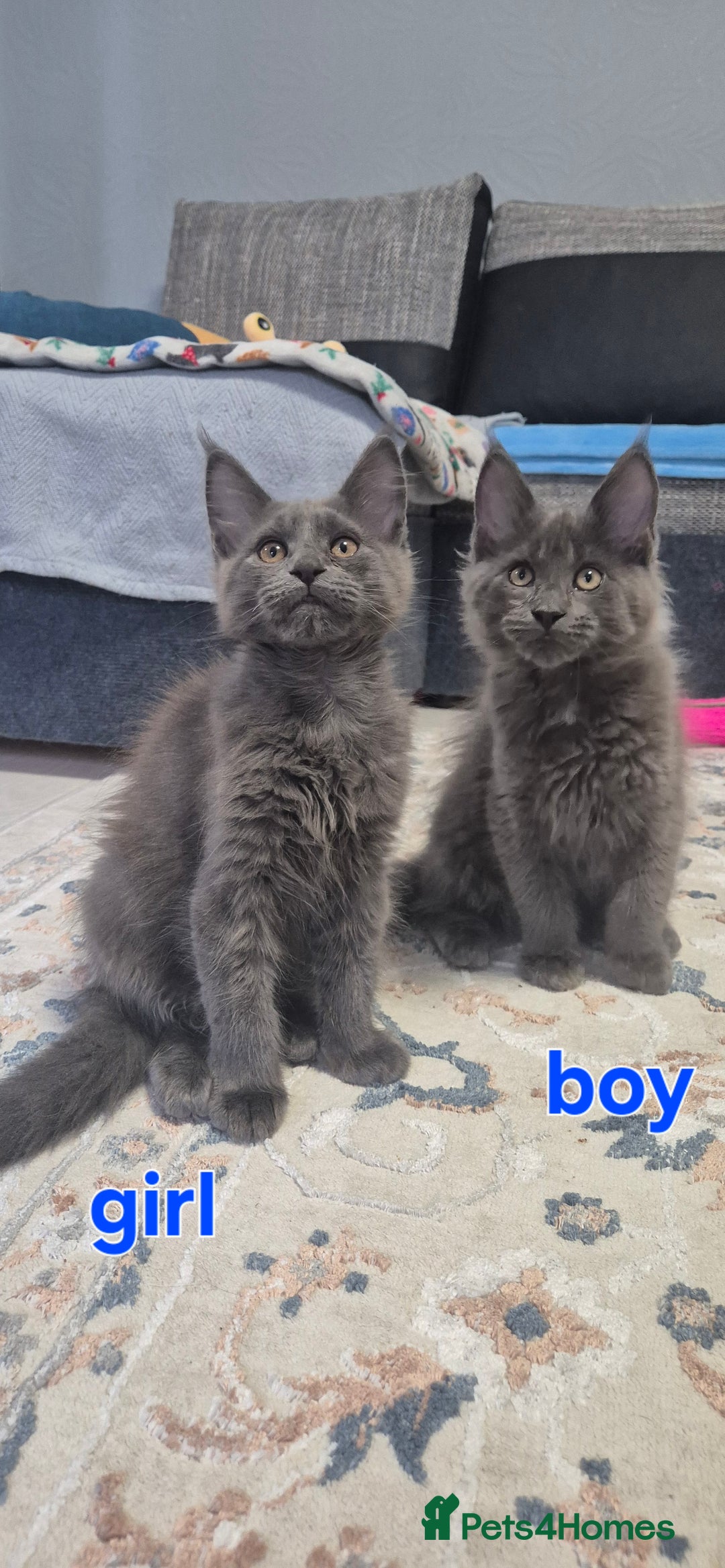 Maine Coon cats for sale: Maine Coon Glasgow AVAILABLE  - Image 20