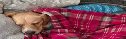 Mixed Breed dogs for adoption: Tommy deserves his forever in Havant - Advert 7