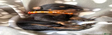 Dobermann 1
