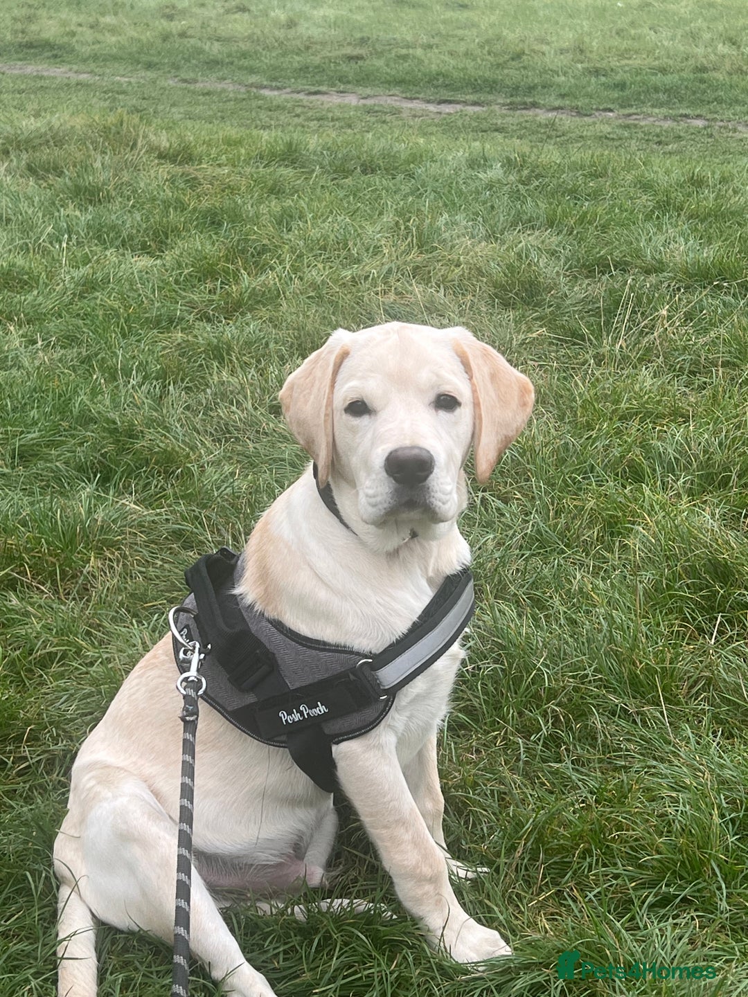 Labrador Retriever dogs for sale: Lucky - Image 3