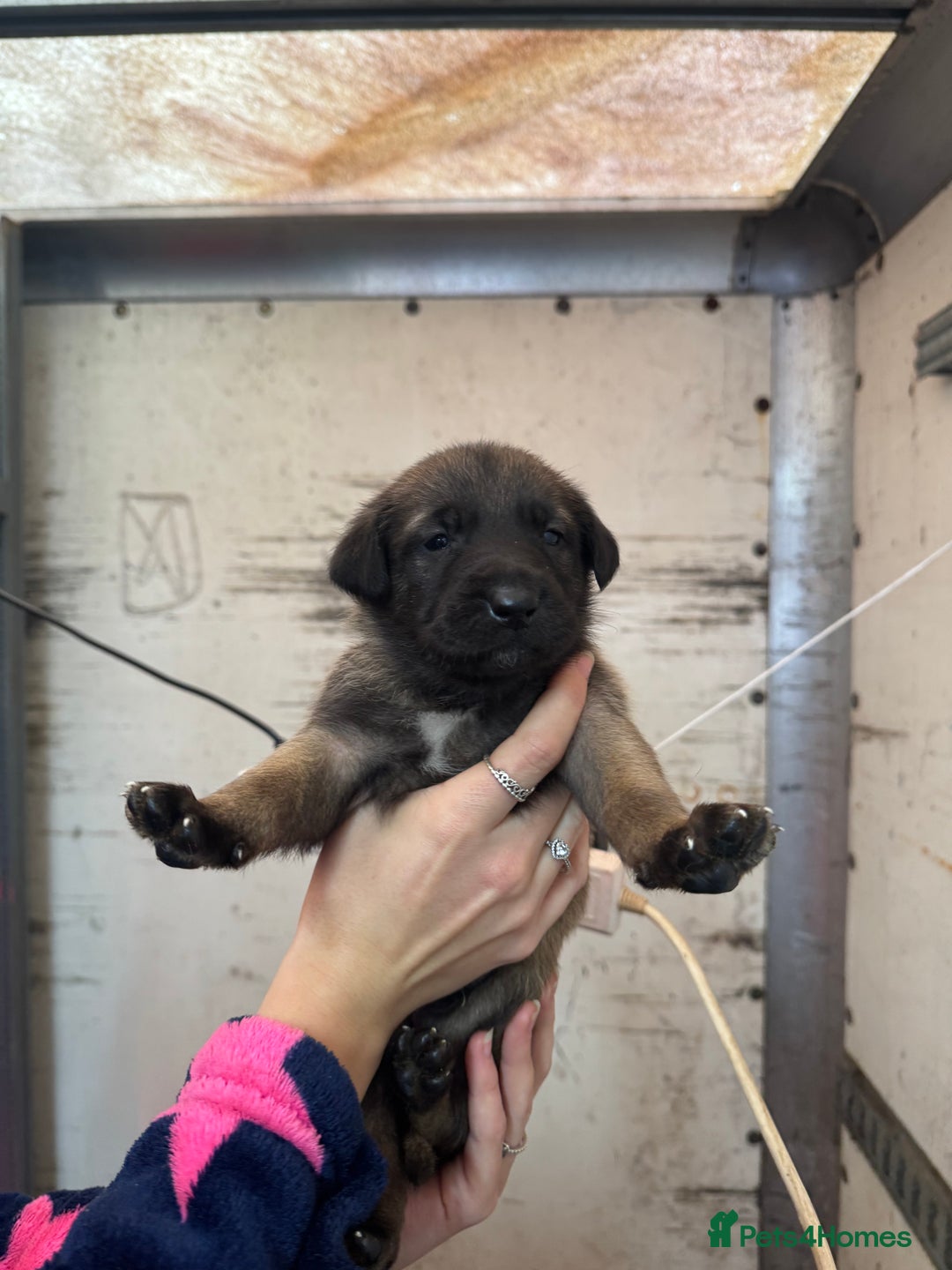 Belgian Shepherd Dog dogs for sale: 10 gorgeous Belgian Malinois pups - Advert 9