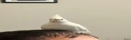 Cockatiels birds for sale: 2 year old pure albino cockatiel female  - Advert 7