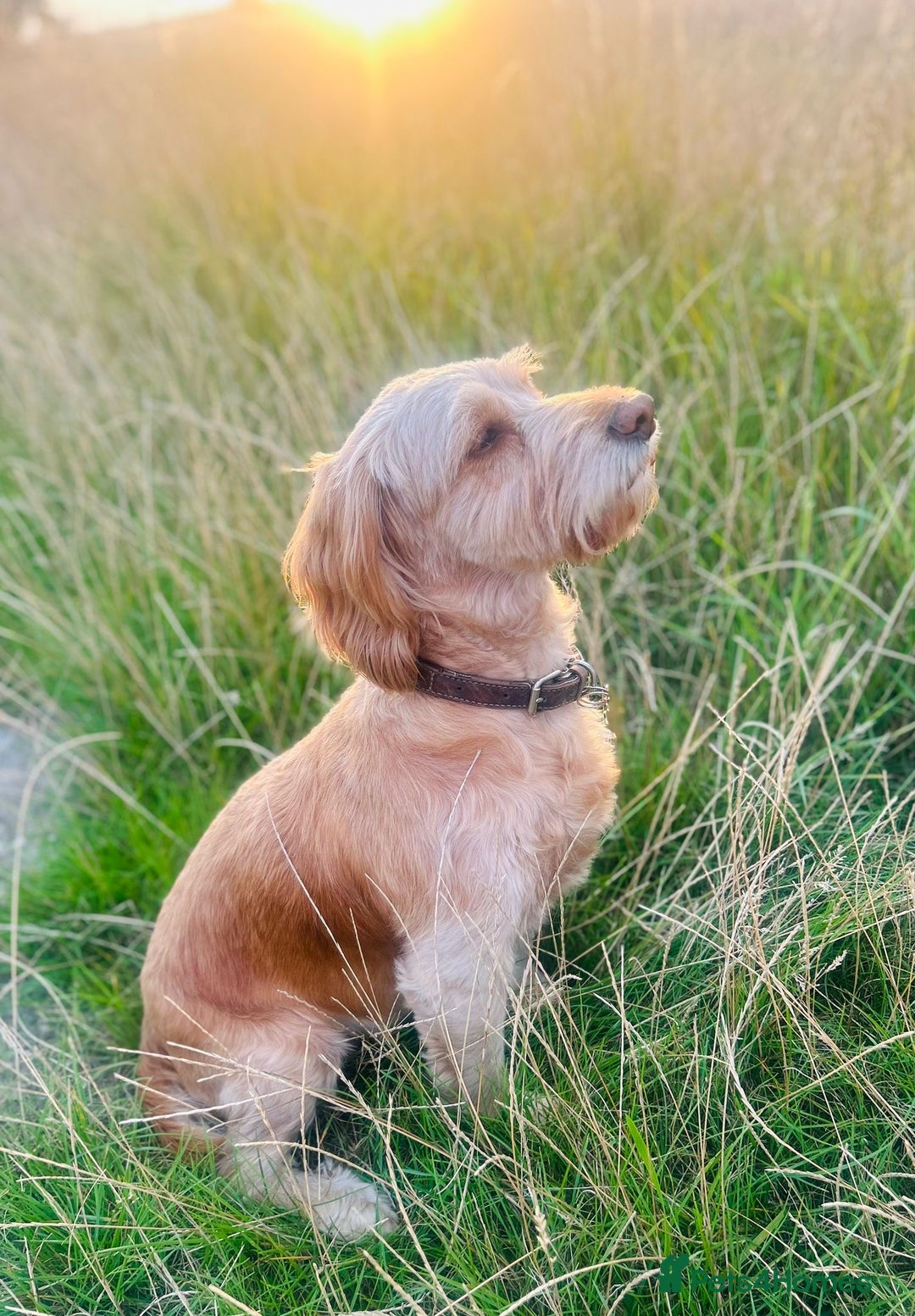 Cockapoo dogs for sale: Cockerpoo Pups by POLICE K9 Behaviourist  - Image 8
