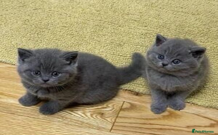 British Shorthair cats - Advert 7