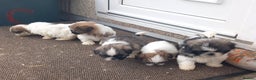 Shih Tzu dogs for sale: Shih Tzu puppy's - Advert 4