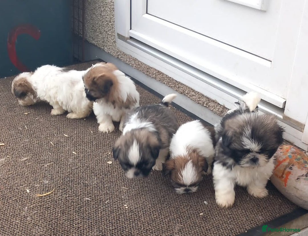 Shih Tzu dogs for sale: Shih Tzu puppy's - Advert 4