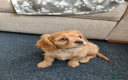 Cavachon dogs for sale: 12 week old csvachon boy - Advert 4