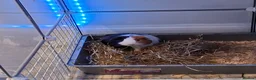 Guinea Pig rodents for sale: Willow and Oakley  in Darlington - Advert 6