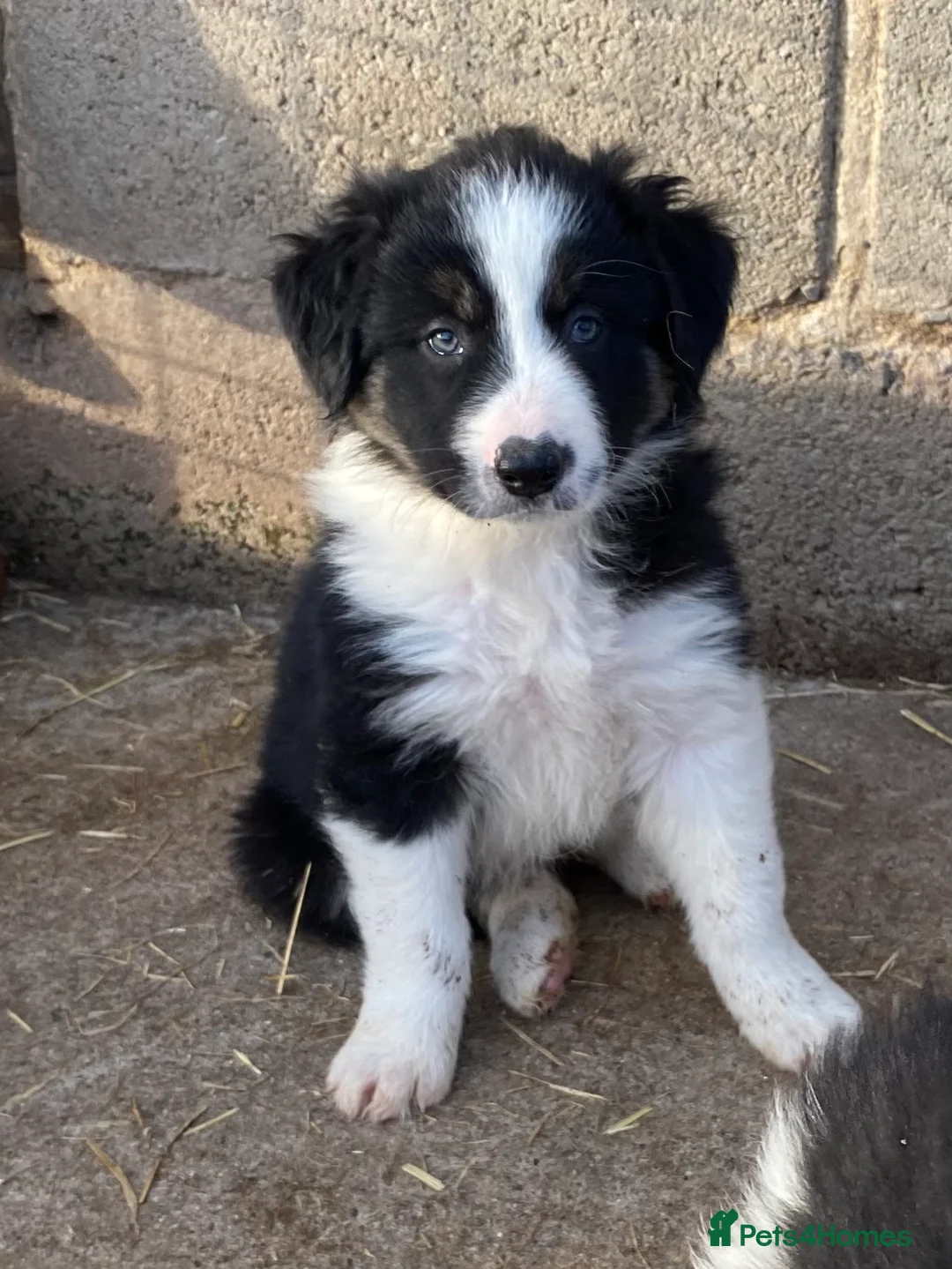 Border Collie dogs for stud: ISDS & KC, well proven, health tested clear stud in Darlington - Advert 13