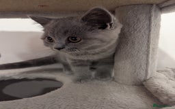 British Shorthair cats for sale: REDUCED LAST 4 REMAINING! TICA BRITISH SHORTHAIRS - Image 13